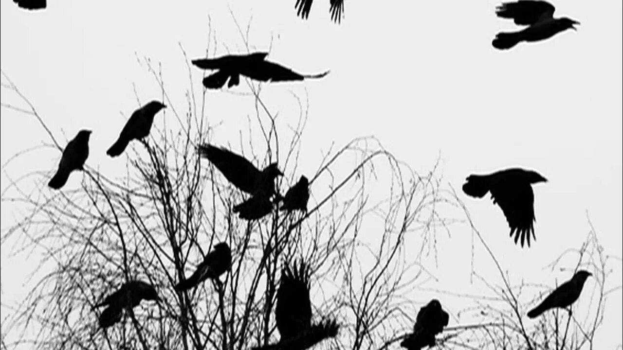 Почему вороны стаями. Воронья стая. Стая ворон в небе. Почему вороны стаями. Вороны перелетные птицы.