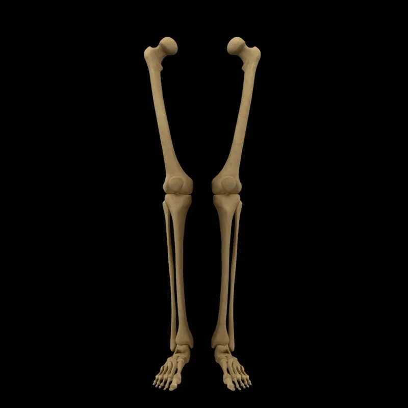 Bone 3d