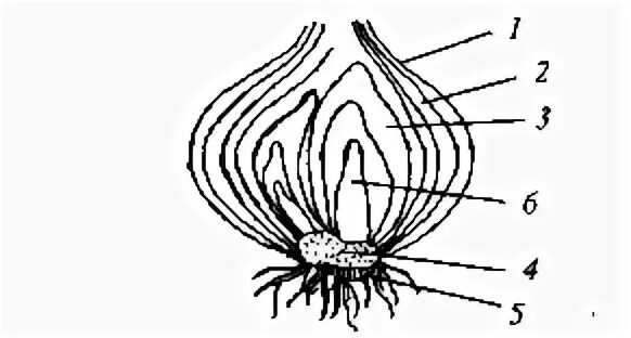 Луковица представляет собой