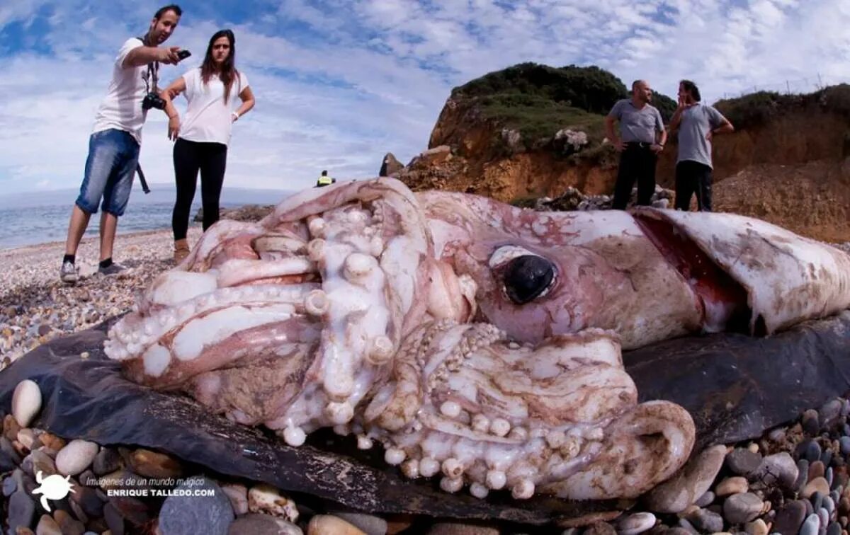 Много лет за годом год из глубин. Гигантский кальмар Architeuthis. Гигантский кальмар Кракен. Гигантские кальмары и Осьминоги.