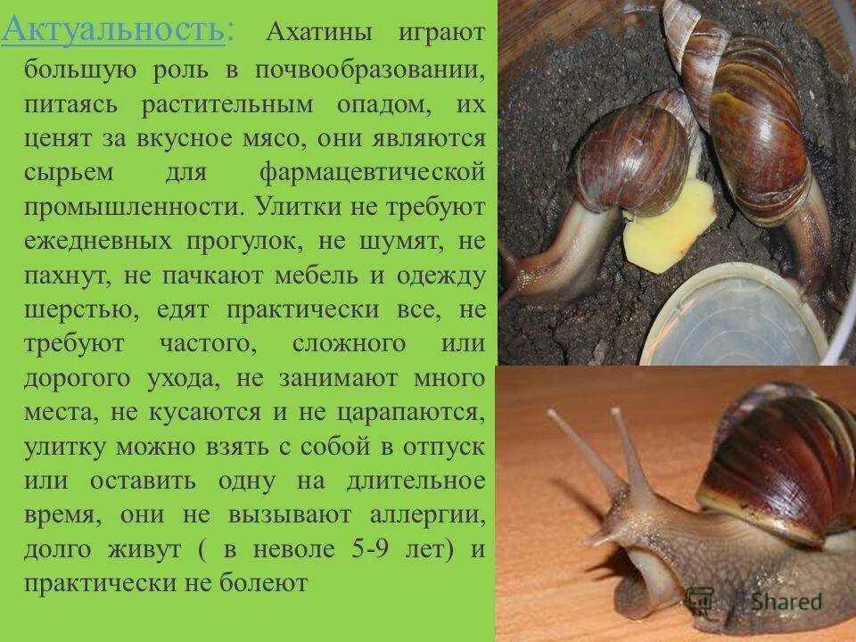 Почему улитка не ест. Ахатин улитка домашнее содержание. питание улиток ахатин. улитки ахатины в домашних условиях. что ест улитка ахатина в домашних условиях.