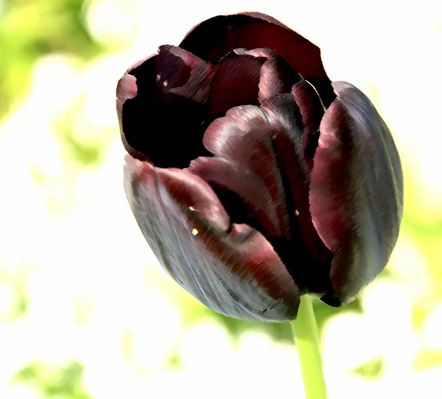 Про черный тюльпан. Тюльпан Black Bean. Тюльпан черный принц. Черный тюльпан цветок.