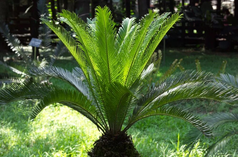 Cycas revoluta