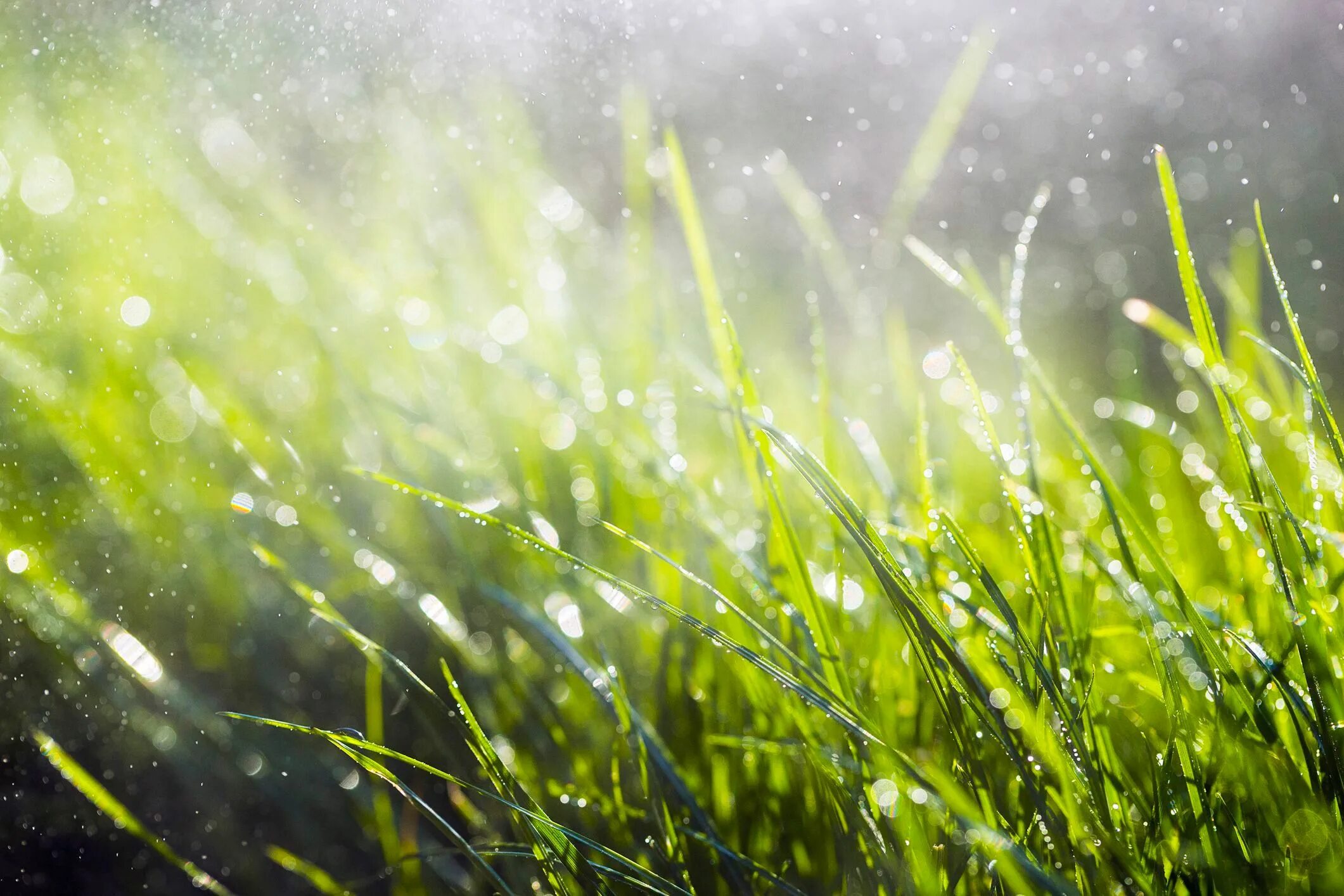 Трава после дождя. Свежесть после дождя. Мокрая трава. Свежескошенная трава.
