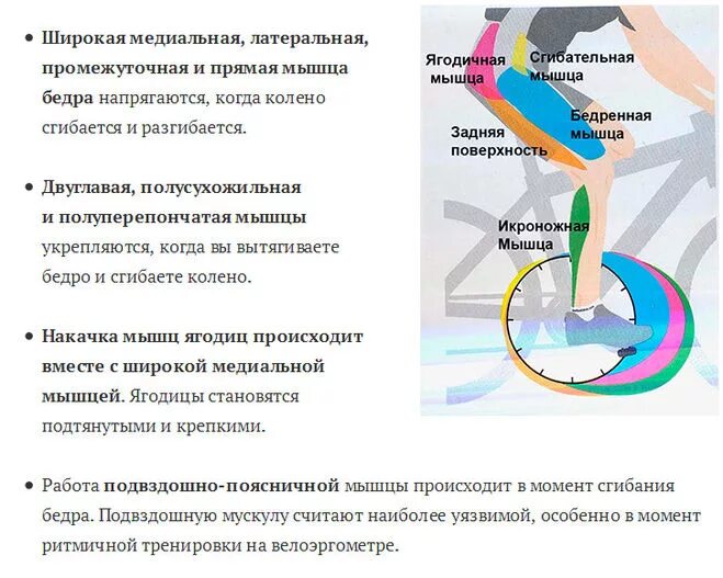 Велосипед какие мышцы работают у женщин. Мышцы задействованные на велотренажере. Работа мышц на велотренажере. Какие мышцы работают на велотренажере. Велотренажер какие мышцы.