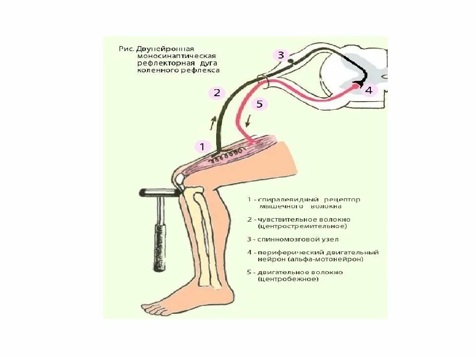 Чувствительное коленного рефлекса. Рефлексная дуга коленного рефлекса. Схема рефлекторной дуги ахиллова рефлекса 5. Схема рефлекторной дуги ахиллова рефлекса звенья. Звенья дуги коленного рефлекса схема.