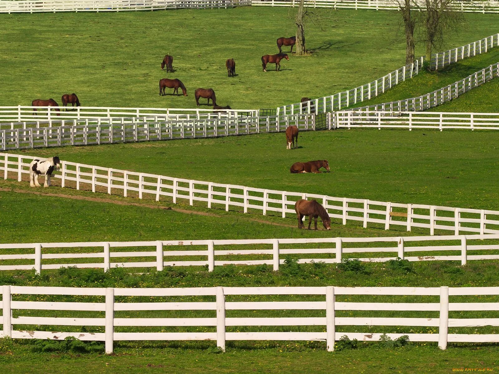 Что такое загон. Kentucky Horse Park Кентукки. Левада для лошадей. Загон для лошадей. Загон для скота.