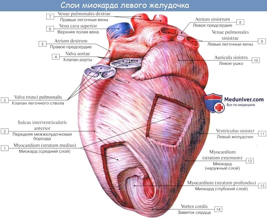 Миокард предсердий и желудочков. Строение сердца человека перикард миокард. Схема слоев миокарда предсердий и желудочков сердца. Миокард желудочка сердца слои. Миокард правого желудочка сердца