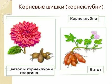 Георгины видоизмененный корень