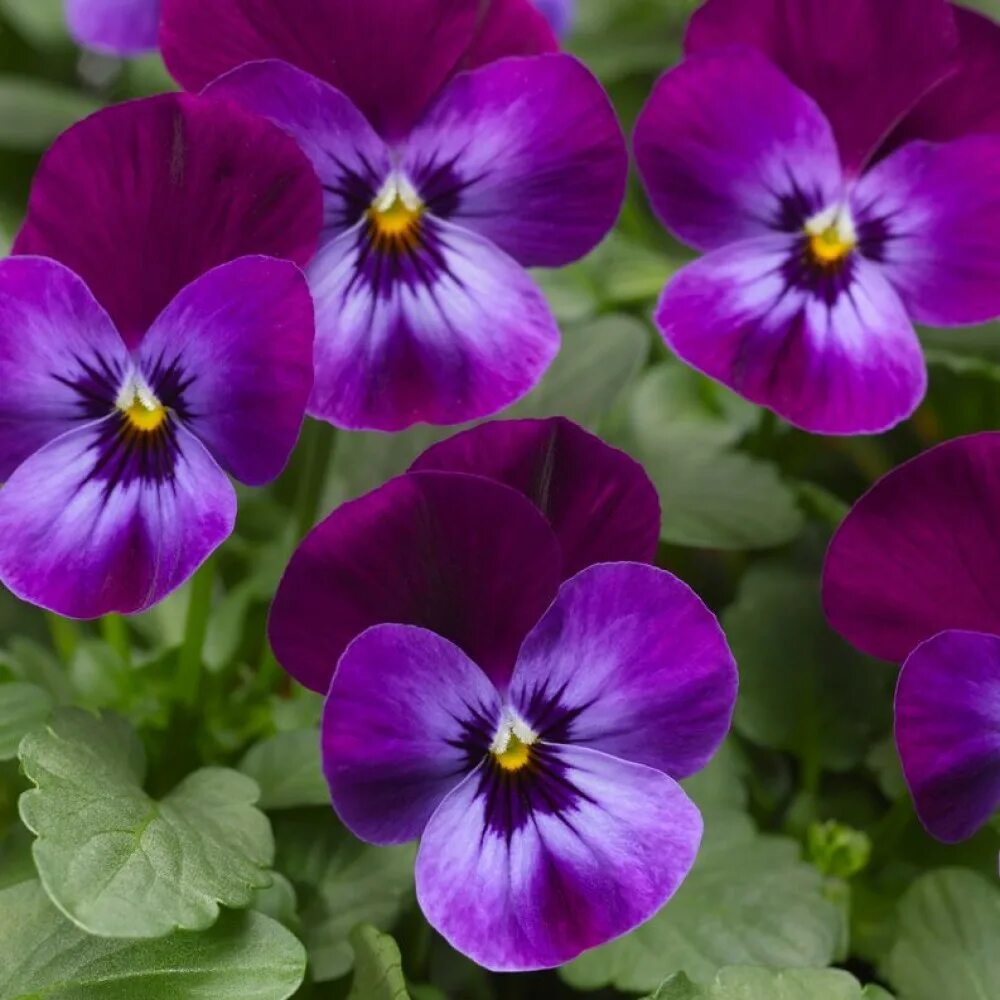 Выращивание фиалки рогатой. Фиалка Виола рогатая. Фиалка рогатая (Viola cornuta). Виола крупноцветковая фиолетовая. Виола цветы однолетние.