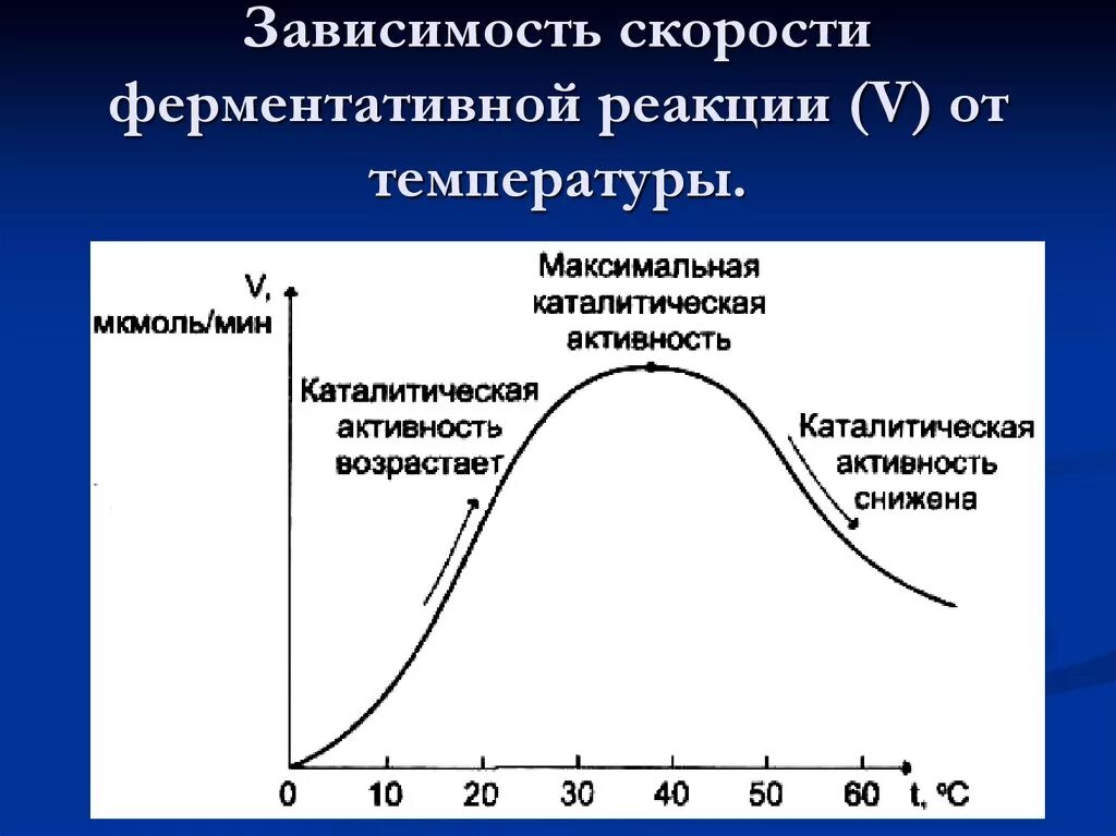 Изучение каталитической активности. График зависимости скорости ферментативной реакции от температуры. Зависимость скорости ферментативной реакции от температуры. Зависимость скорости ферментативной реакции. Зависимость скорости реакции от температуры ферменты.