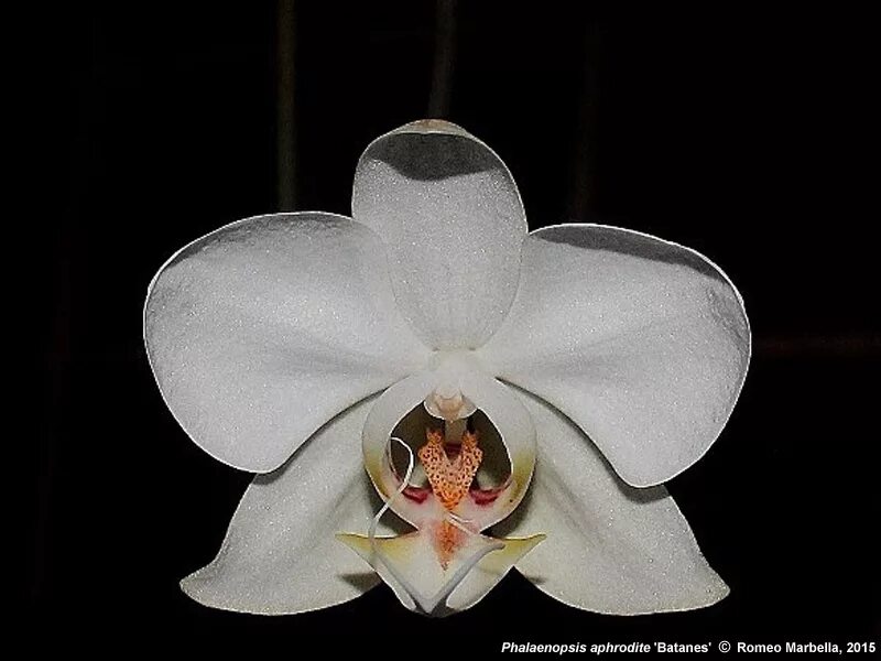 Aphrodite. фаленопсис афродита белая. Aphrodite. орхидея phalaenopsis ikaria. фаленопсис афродита.