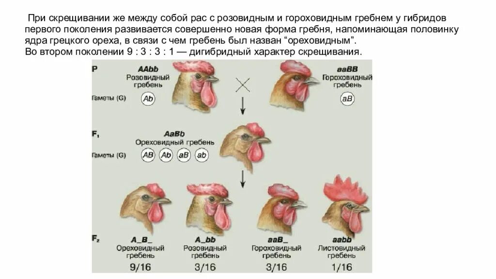 Форма гребня у кур. Наследование гребня у кур. Листовидный гребень у кур. Гороховидная форма гребня у кур. Гороховидный и розовидный гребни.