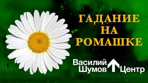 Песня гадала на ромашке любит не