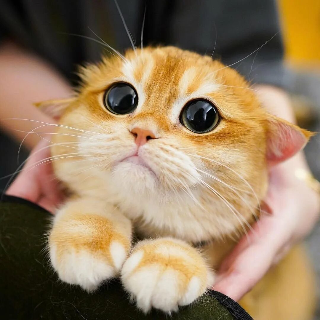 Pisco Cat порода. Писко Золотая Британская шиншилла. Кот из Шрека. Котик с глазками. Глазки шрека