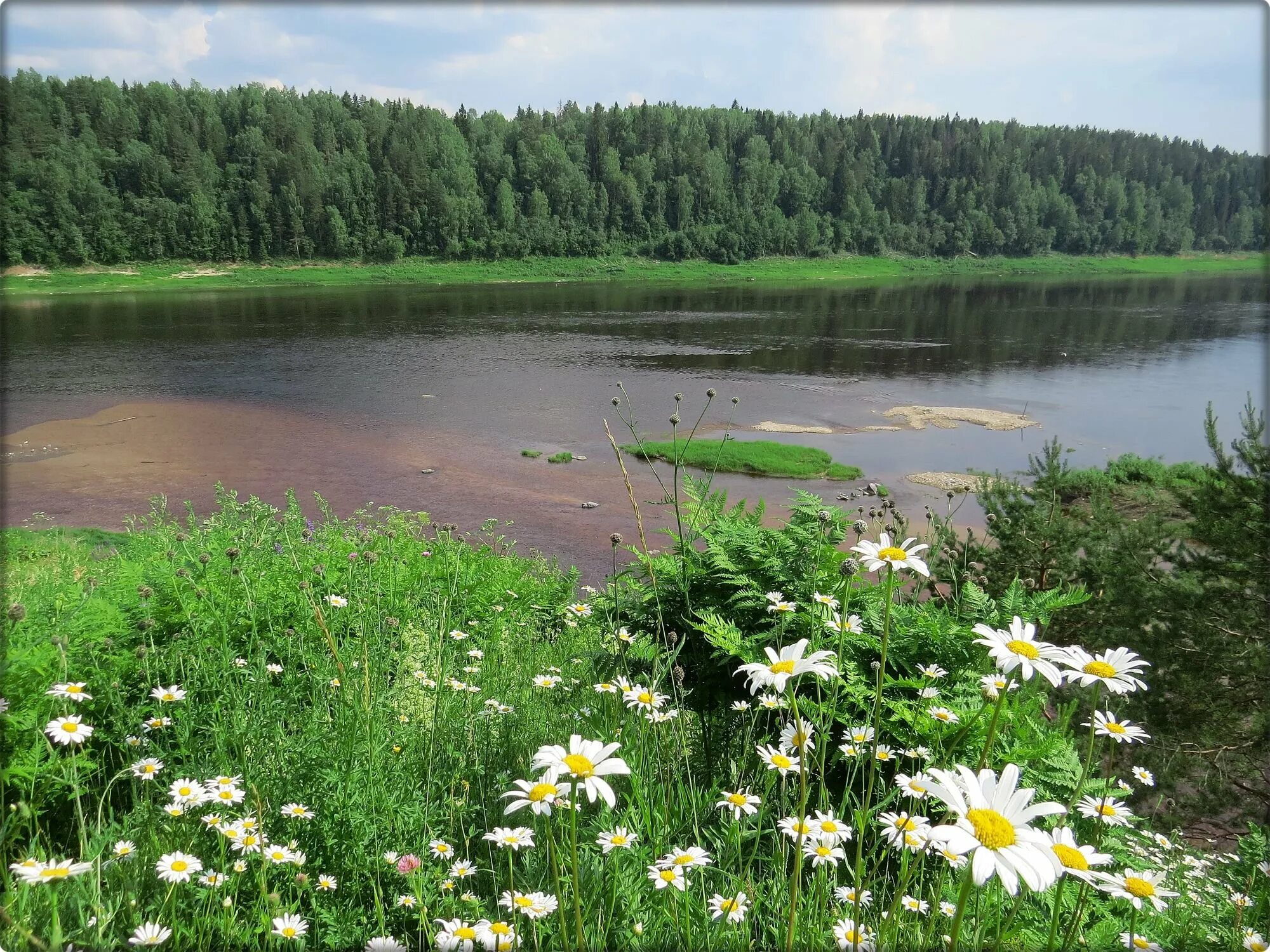 Природные условия луга. Вологодская область Берёзовая Слободка. Березовая Слободка Нюксенский район. Река Уфтюга Нюксенский район. Природа Нюксеница Вологодская.