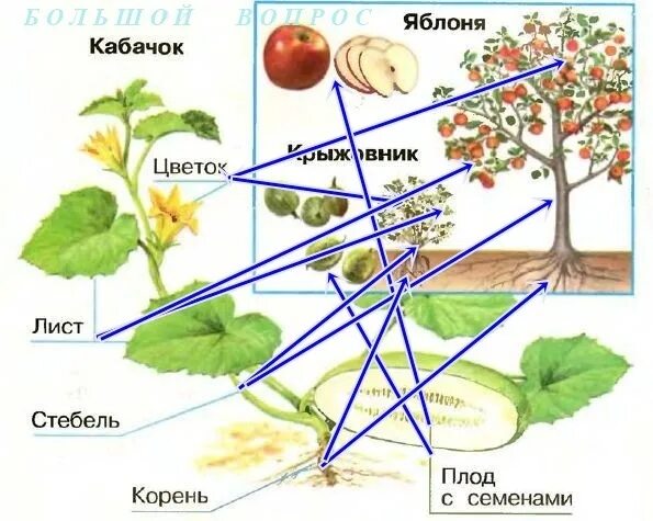 Части крыжовника. Крыжовник части растения. Кабачок части растения. Из каких частей состоит растение. Строение кабачка.