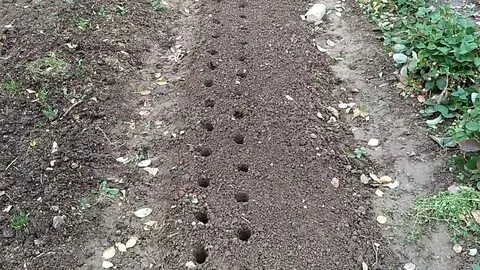 Какое удобрение при посадке чеснока