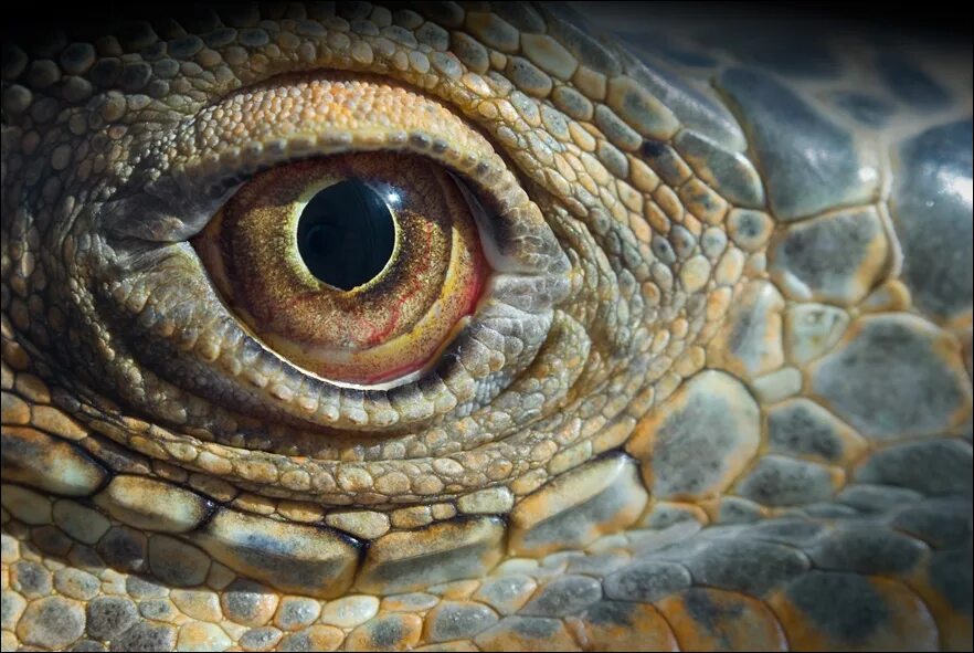 Игуана глаза. Глаз рептилии. Глаза пресмыкающихся. Глаз ящерицы. Глаз игуаны.