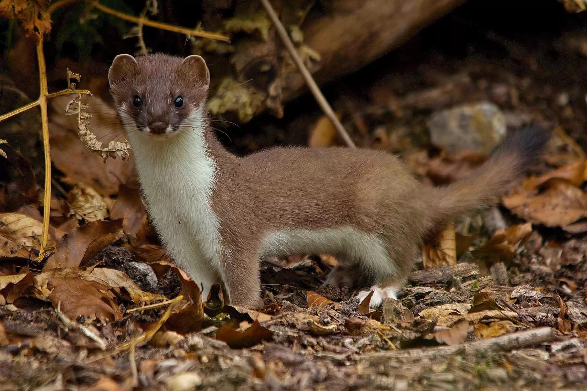 Какие животные обитают в тульской области. Ласка (Mustela nivalis). Горностай (Mustela erminea). Сиамский горностай. Патагонский горностай.