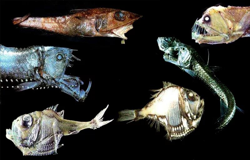 Глубоководное сообщество. Абиссальный батиптер. Глубоководные рыбы. Глубинные рыбы. Обитатели дна океана.