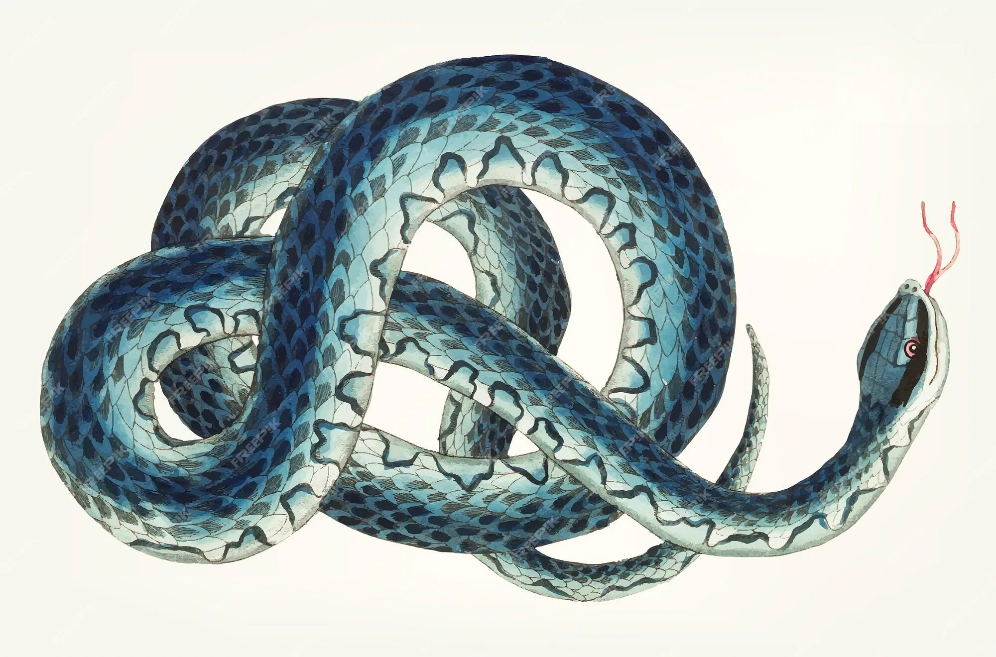 Змея. Изображение змеи. Рисунок змеи. Змея на белом фоне. Мужчина змей в браке