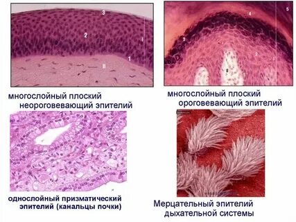 Для эпителиев характерно наличие