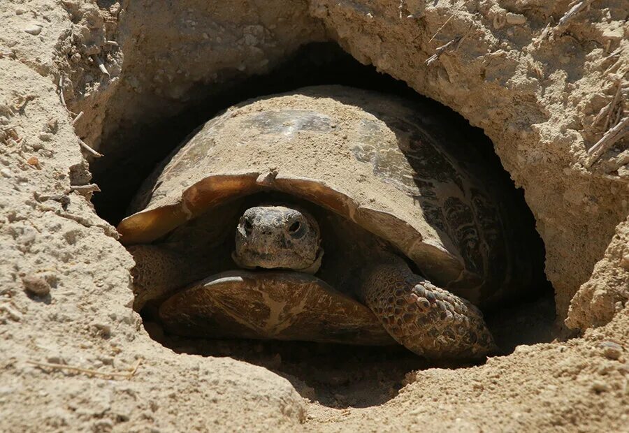 Среднеазиатская Степная черепаха. Сухопутная черепаха в норе. Среднеазиатская черепаха ареал. Спячка сухопутной черепахи