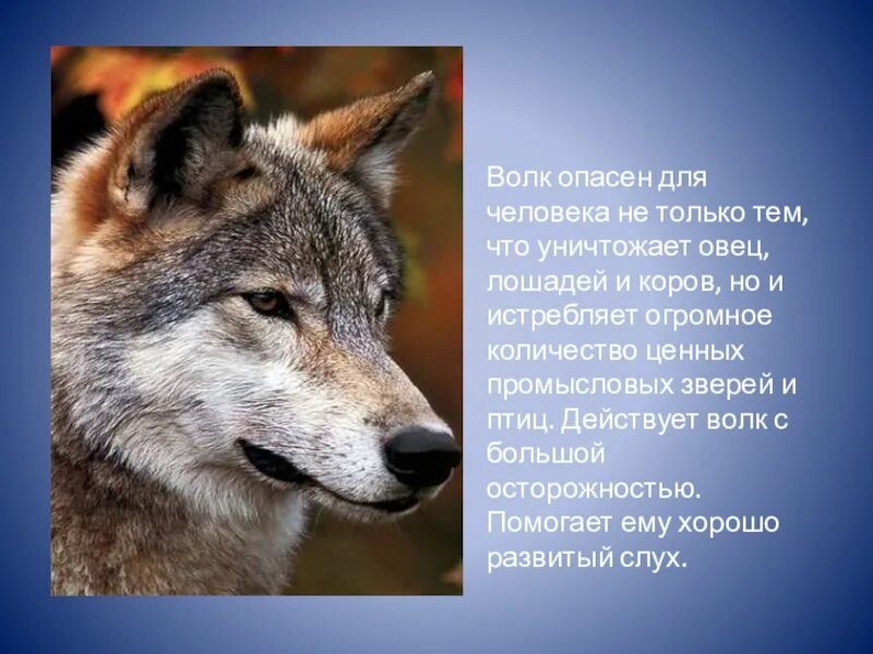 Как называют роль волка в его. Доклад про волка. самое интересное о волке. волк краткое описание.