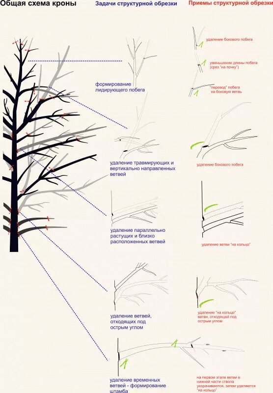 Как правильно обрезать верхушку. Обрезка березы формирование кроны. Схема обрезки деревьев. Схема обрезки березы. Схема структурной обрезки деревьев.