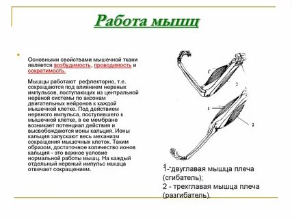 Работа мышц обеспечивает