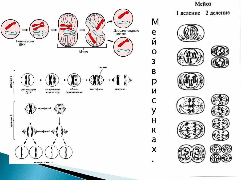 Описание процессов мейоза. Амитоз фазы деления клетки. Мейоз 2 таблица. Схема митоза и мейоза. Схема мейоза 10 класс.