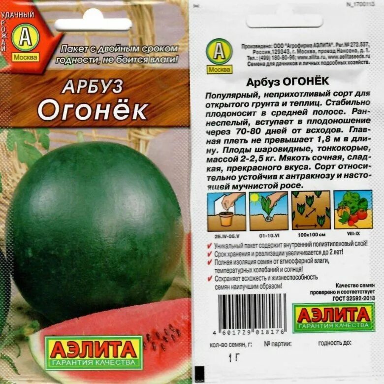 Рассада арбуза огонек. Сорт арбуза огонек. Семена Арбуз огонек. Арбуз огонек описание. Арбуз огонек в теплице.