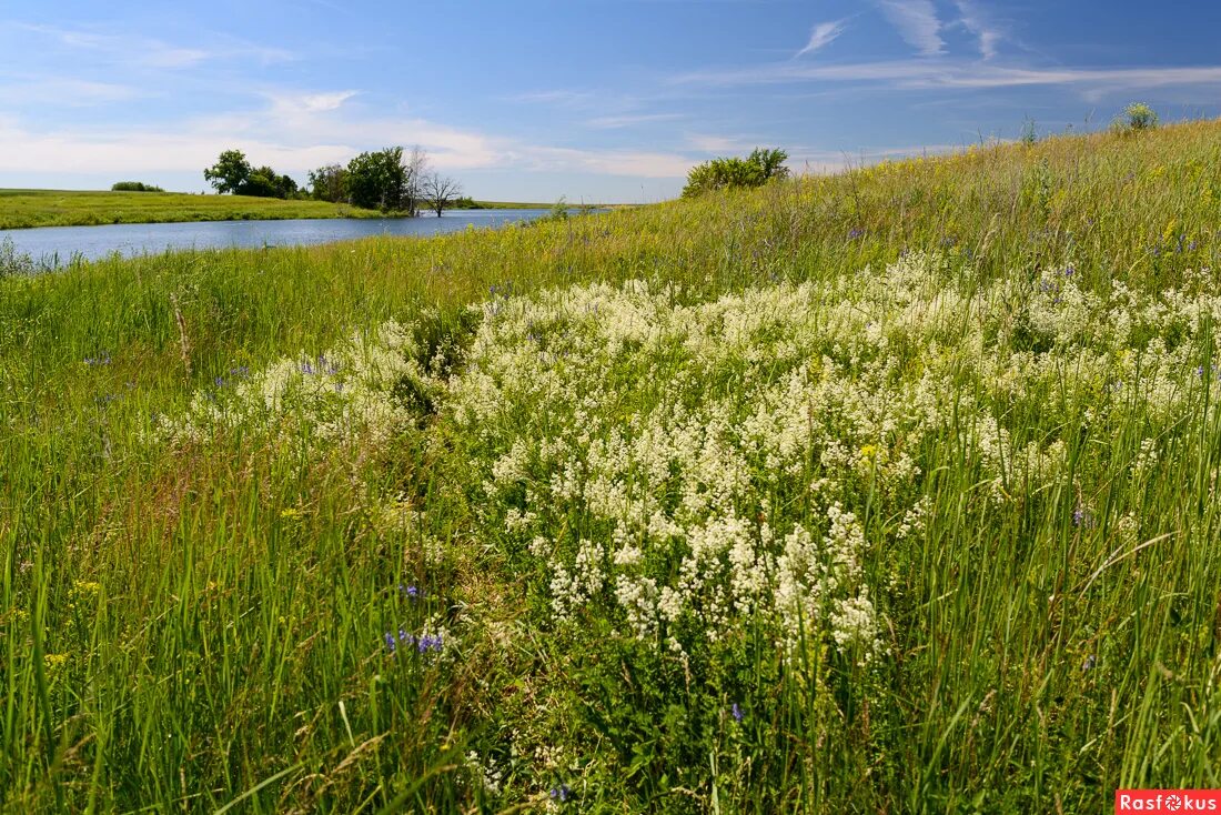 над белыми кашками