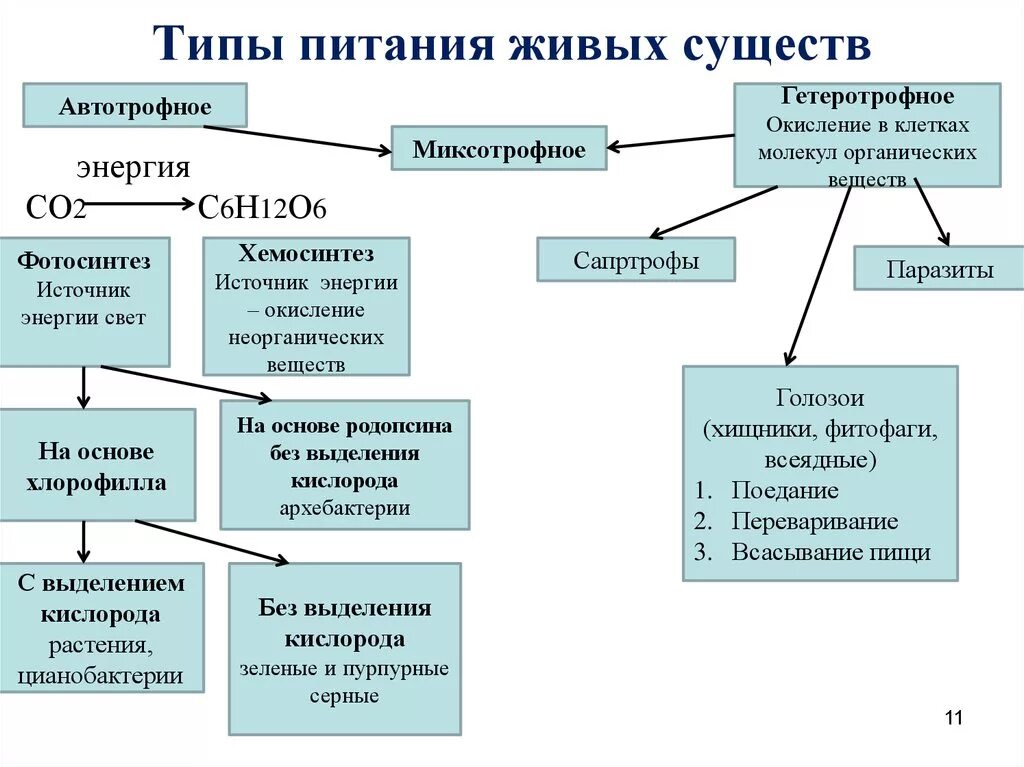 Типы питания биология 8 класс. Типы питания живых организмов схема. Организмы по способу питания схема. Способы питания организмов таблица. Типы питания биология 9 класс таблица.