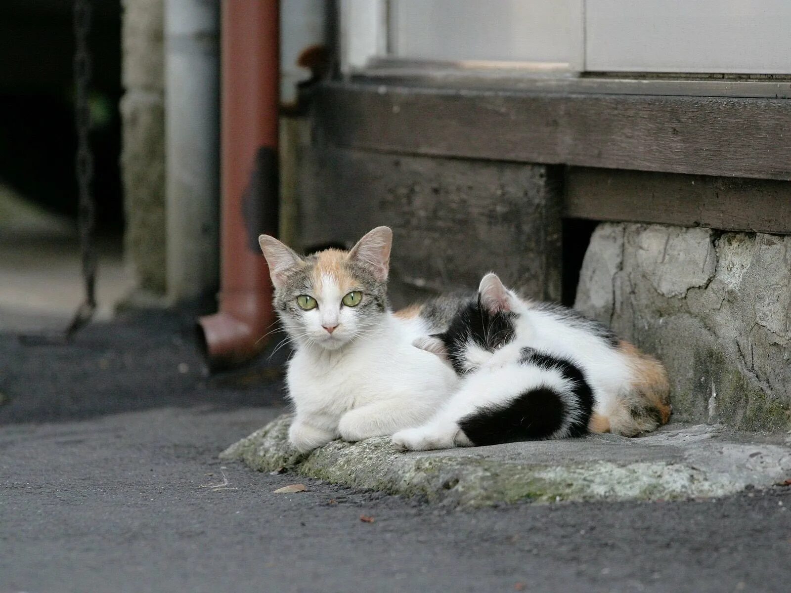 Мимо котенок