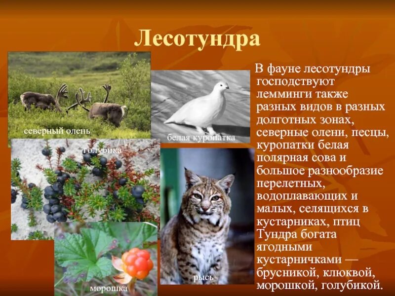 Тундра растения тундры. Природная зона растительность живот. Растительность и животный мир их типичные представители. Растительность и животный мир их типичные представители. Тундра растения тундры.