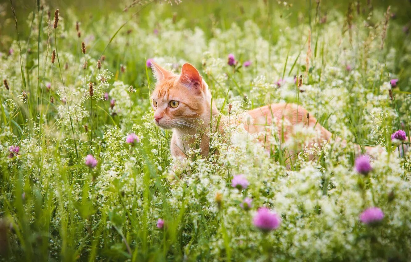 Кот лето. Котик ягодка. Кошки лето август. Коты лето. Кошки лето август.