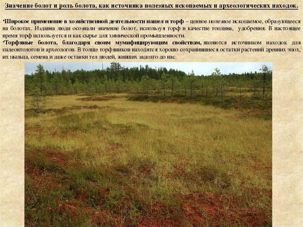 Функции болот. Роль болота. Роль болот в природе. Значение болота в природе. Значение болот в природе и для человека.