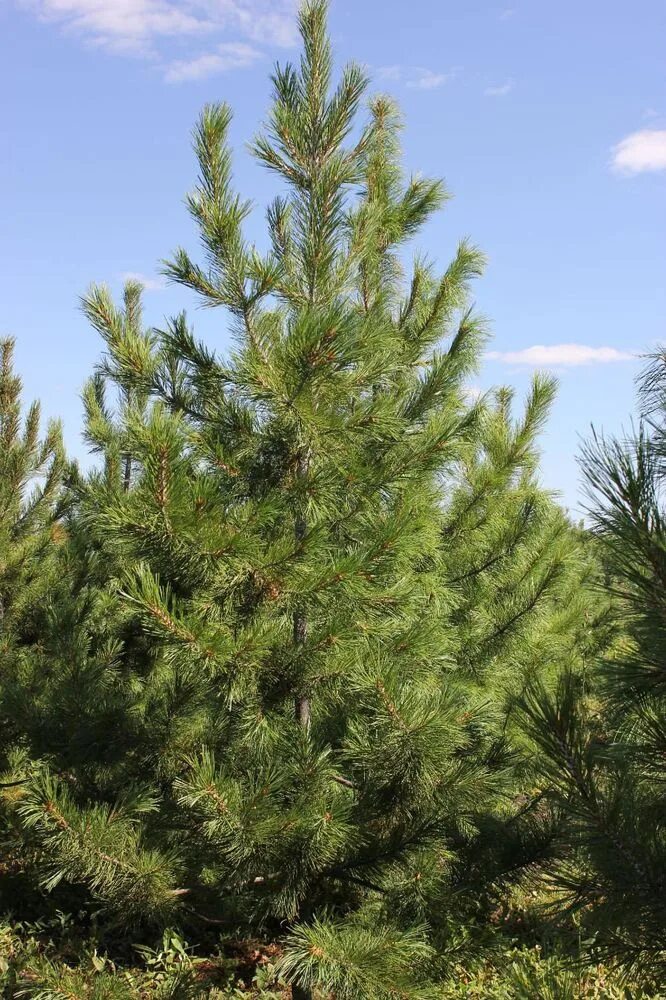 Сосна крымская (палласа) pinus pallasiana. Сосна 15. Сосна обыкновенная дирхэв. Сосна массона. Масло сосны.