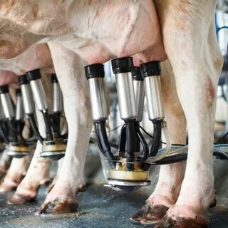 Milking
