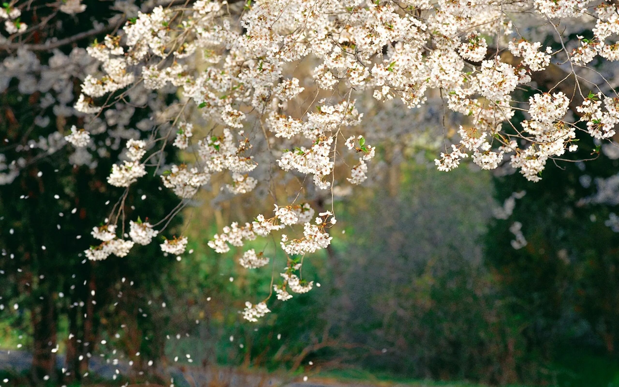 Цветущая дерево. Вишневый сад в цвету. Весенний сад.
