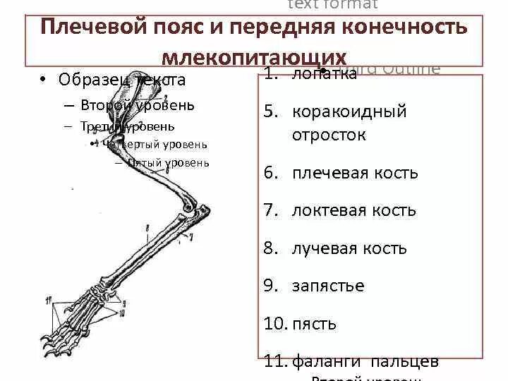 Кости составляющие плечевой пояс млекопитающих. Перечислите кости составляющие плечевой пояс млекопитающих. Кости пояса задних конечностей у млекопитающих. Скелет плечевого пояса и передней конечности млекопитающего.