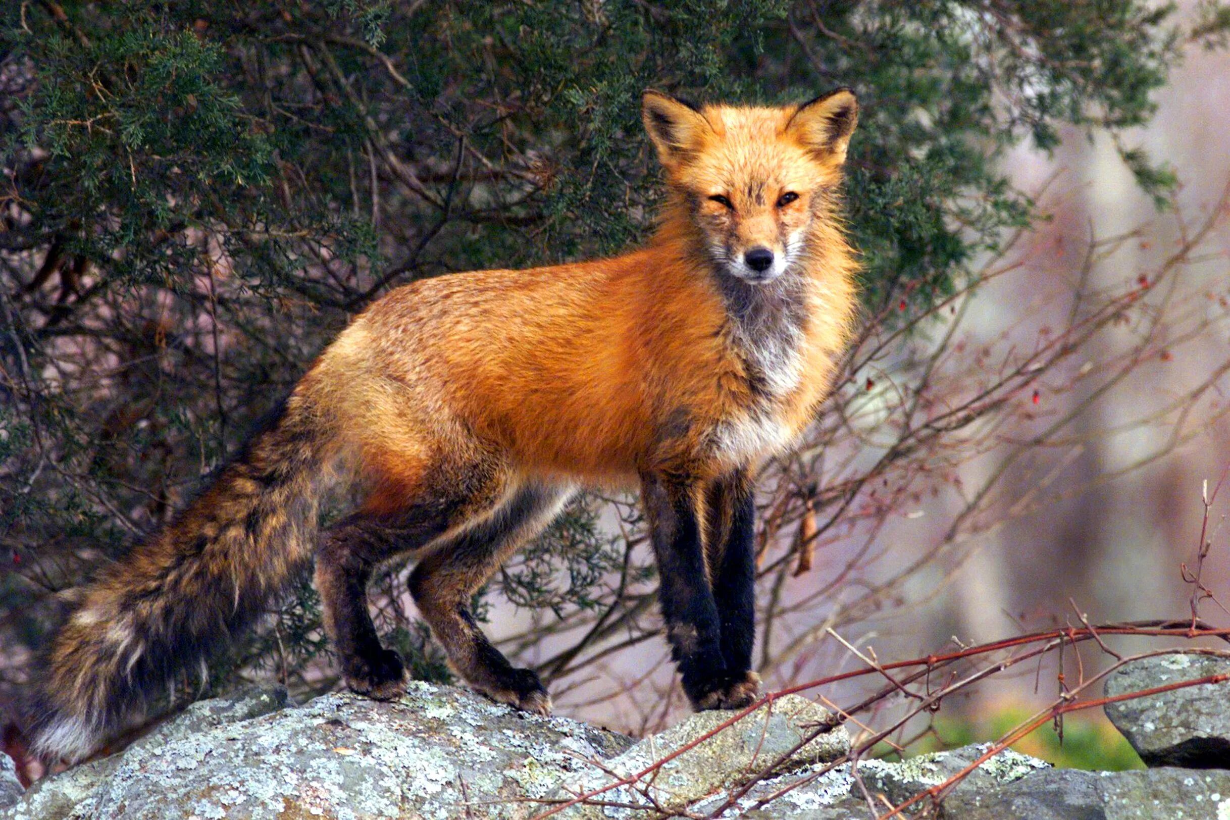 The Fox. Rabies Fox. Fox Maine. Fox and people.