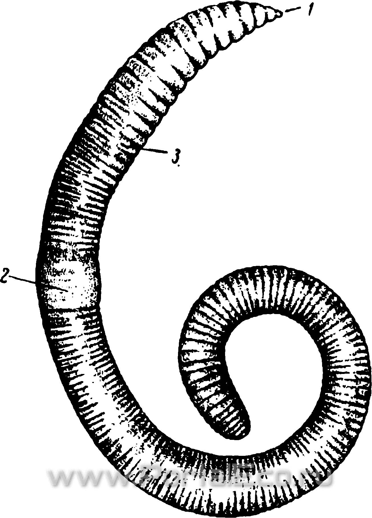 Дождевой червь 5 класс биология. Lumbricus terrestris строение. Щетинки дождевого червя. Строение дождевых червей. Внешнее строение дождевого червя рисунок.