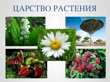 Растения 5 класс кратко