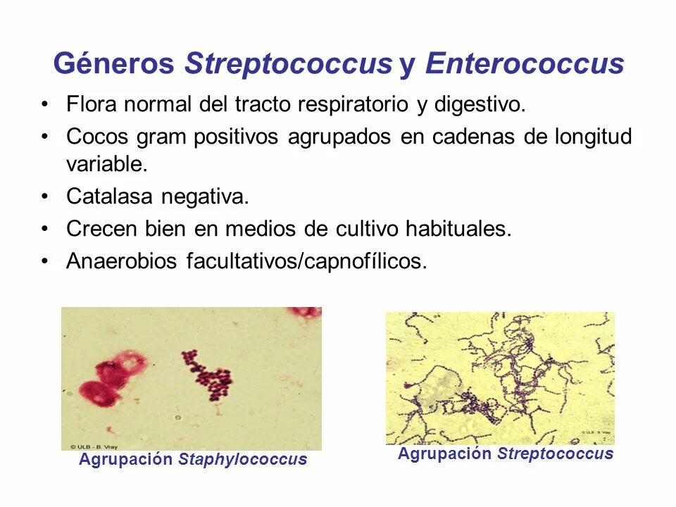 Enterococcus l3