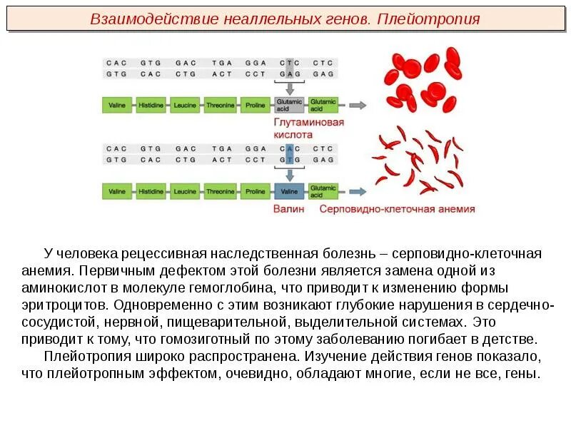 Гемоглобин серповидноклеточная анемия. Серповидноклеточная анемия генная мутация. Серповидноклеточная анемия плейотропия. Серповидноклеточная анемия Валин.