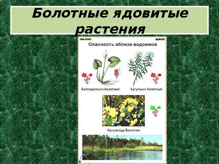 Таблица болот растения. Ядовитые болотные растения. Растения на болоте. Болотные едовитые растение. Растения на болоте названия.