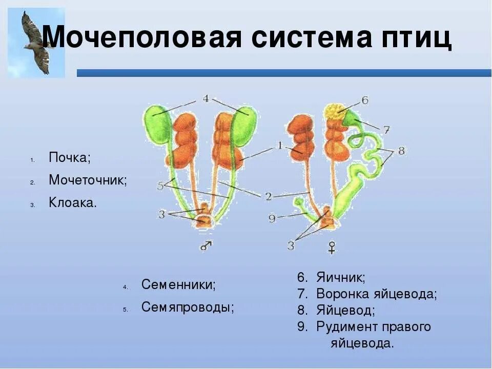 Кишечник мочеточники открываются в клоаку. Мочевыделительная система птиц. Строение половой системы птиц. Выделительная система птиц. Мочеполовая система птиц.